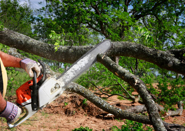 How Our Tree Care Process Works  in  Aquebogue, NY